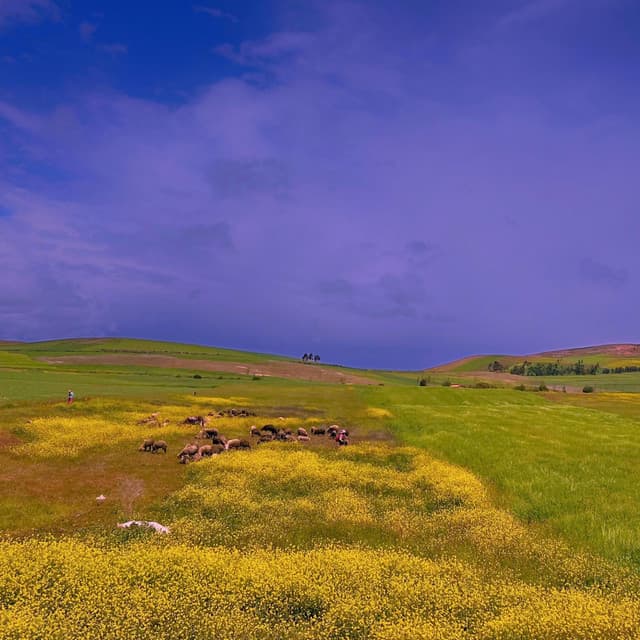 feeldsofgreen