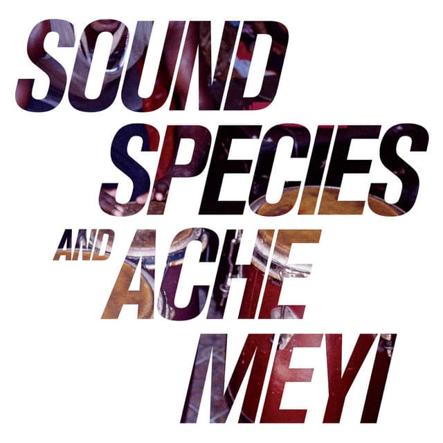 soundspecies & ache meyi - alina's calypso cover