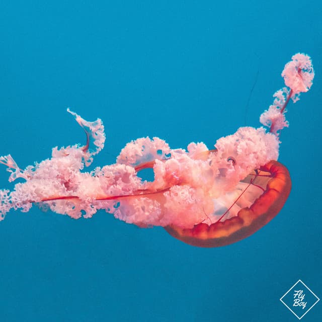 bacavi - pink dawn cover