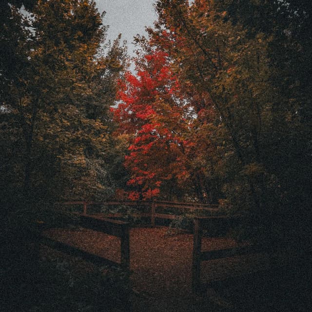 september leaves